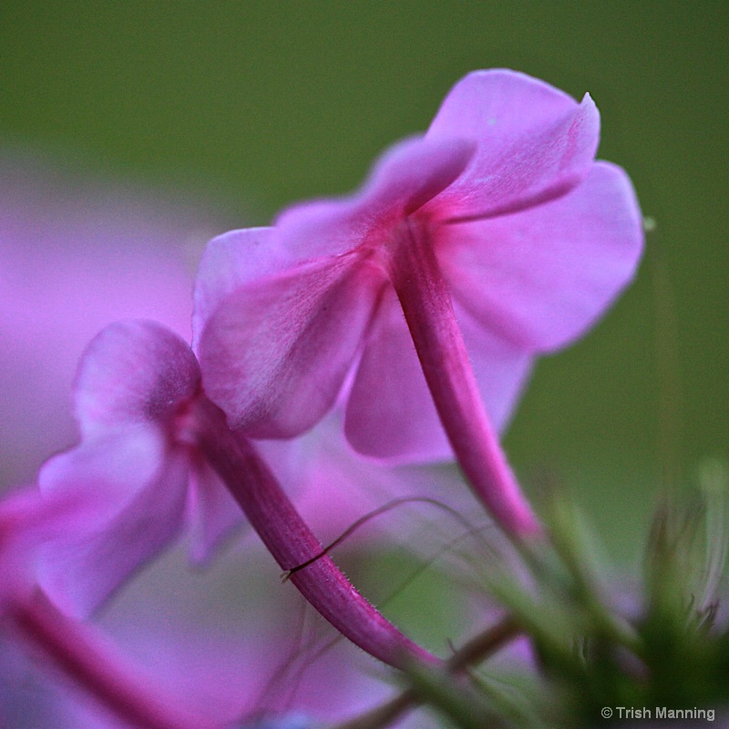 Phlox - touch of softness...