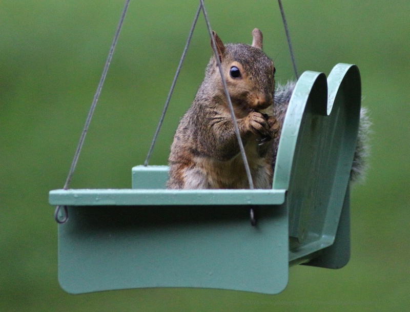 Squirrel Swing Feeder