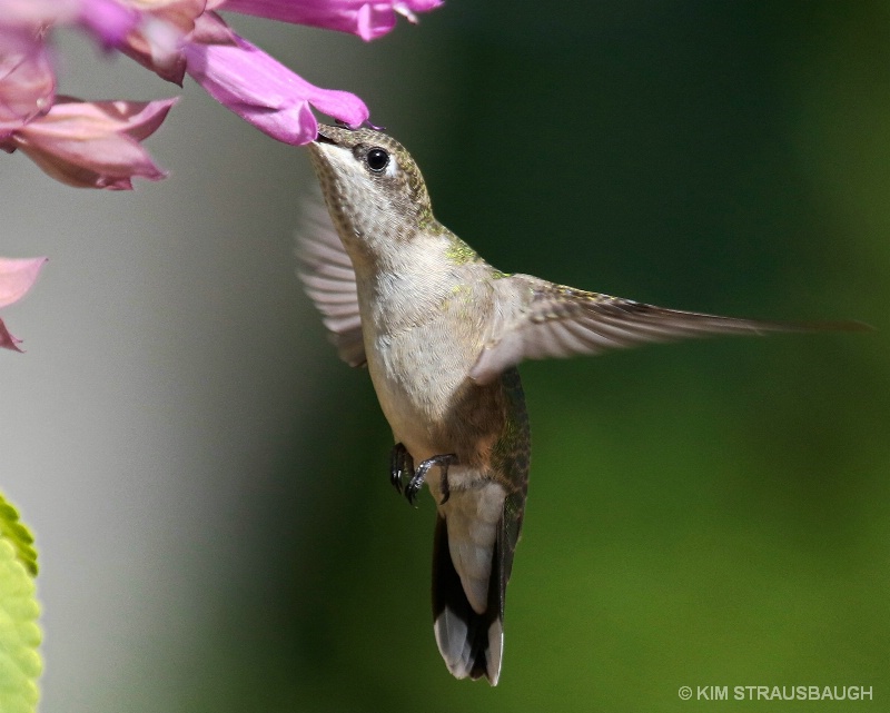 Hovering Hummingbird