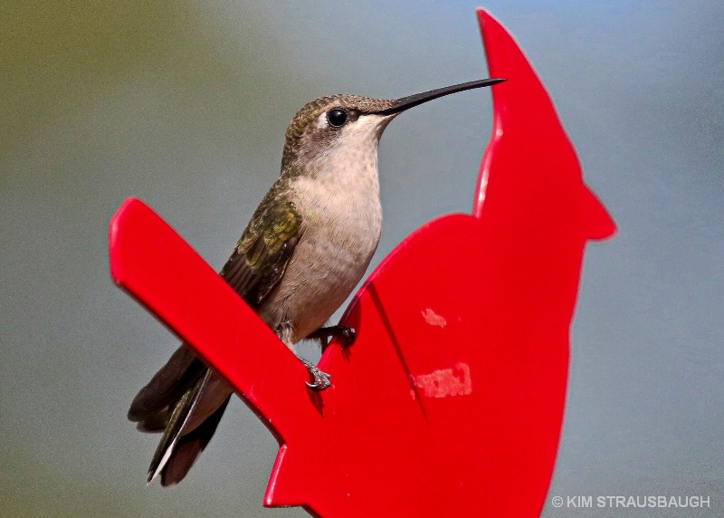 Hummingbird Pause