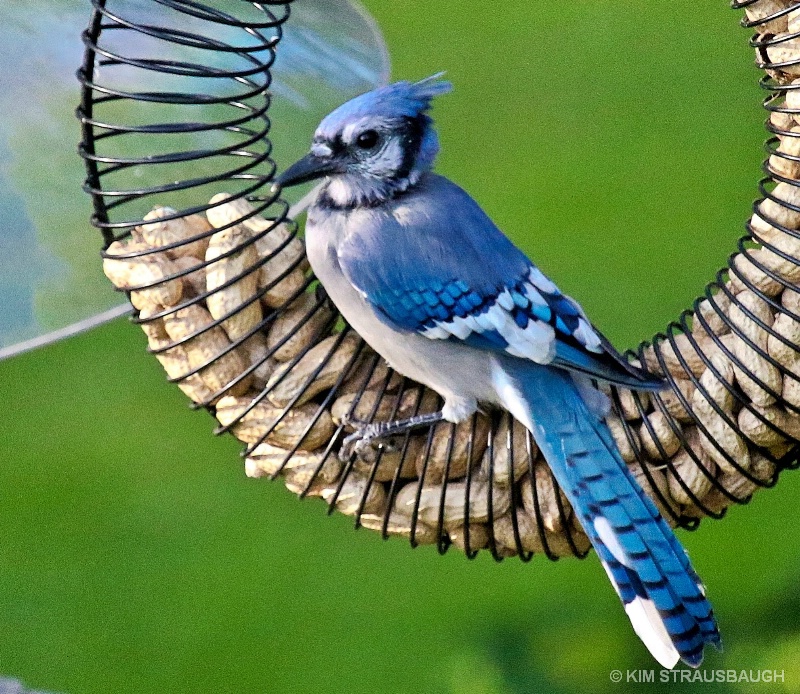 Peanut Thief