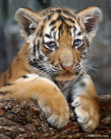 Amur Tiger Cub