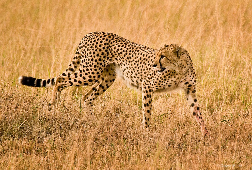 cheetah mother - ID: 15219388 © Dawn Miller