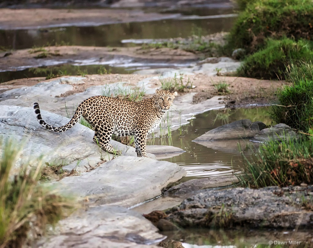 leopard morning - ID: 15219395 © Dawn Miller