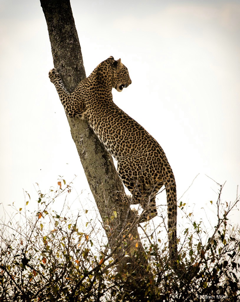 leopard - ID: 15219397 © Dawn Miller