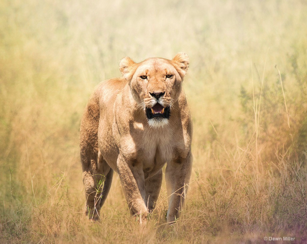 lioness - ID: 15219399 © Dawn Miller