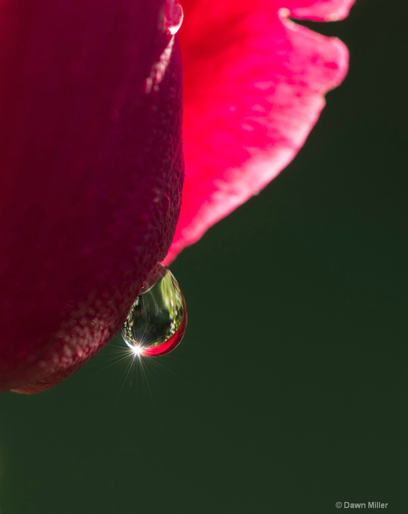 raindrop on a rose