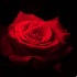 © Dawn Miller PhotoID# 15219406: rose light painted