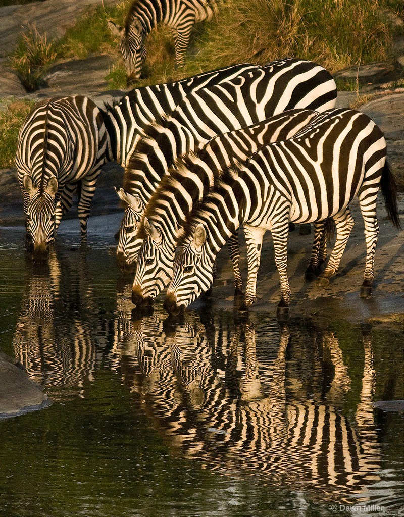 zebras reflecting - ID: 15219413 © Dawn Miller