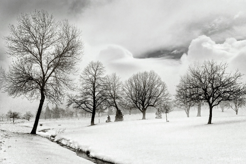 Tree Line in Winter