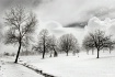 Tree Line in Wint...