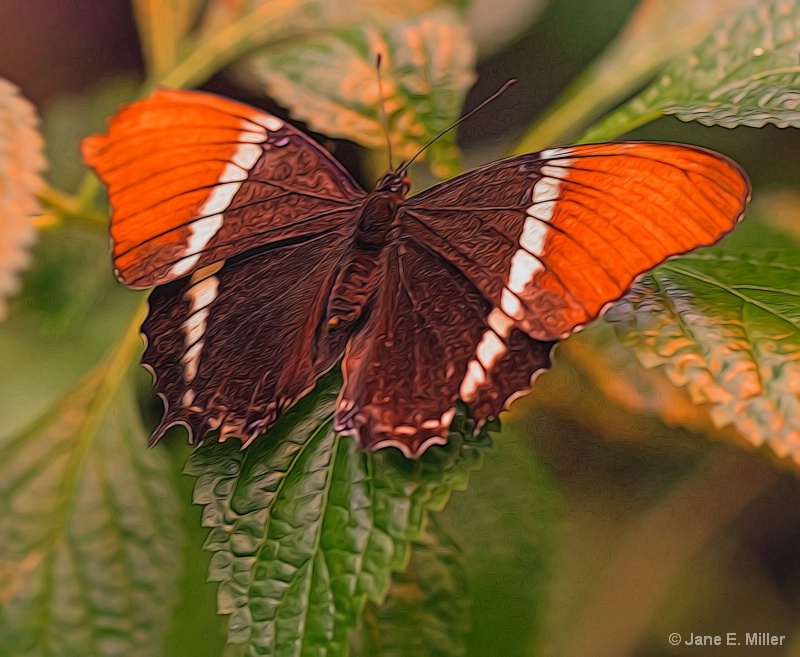 Brown and Orange Glow Butterfly
