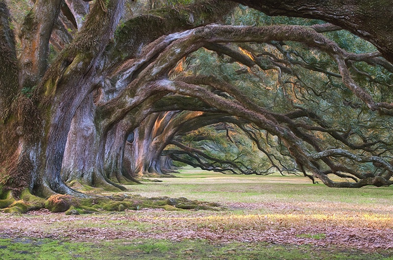 Bending Oaks