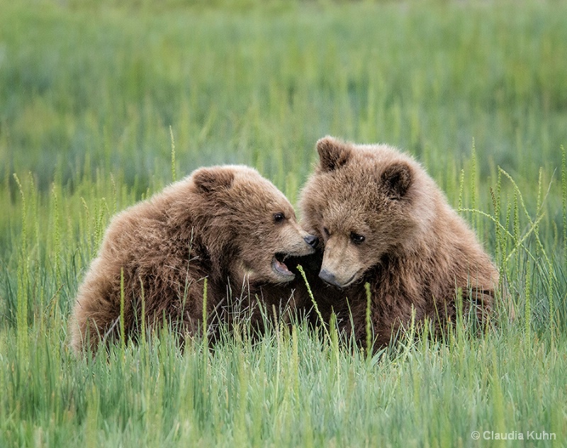 Sibling Gossip