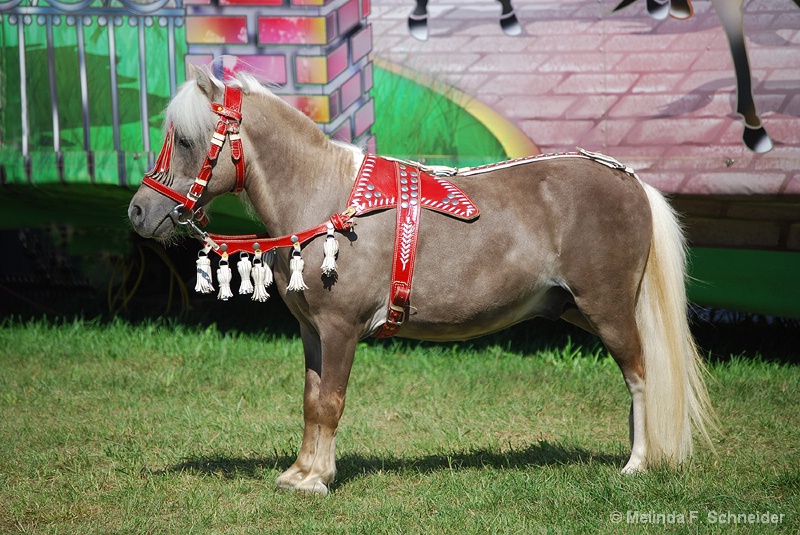 Smokey, the Wonder Pony