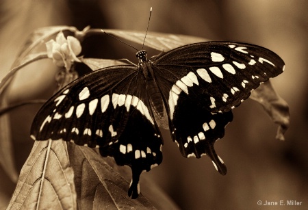 Sepia Swallowtail Butterfly