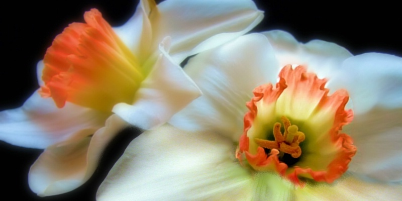 daffodil in soft focus