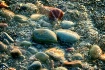 Beach stones
