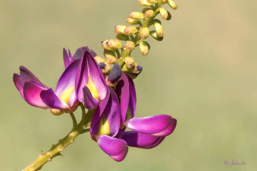 Wisteria