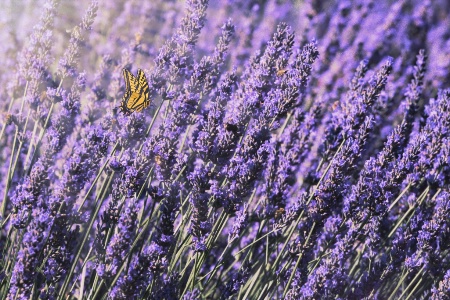 Lavender and Butterfly In The Morning Light