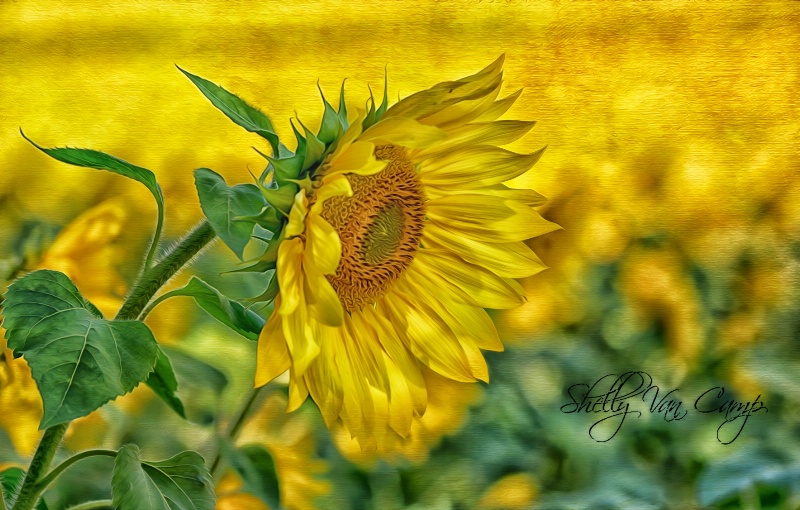 Sunny Sunflower