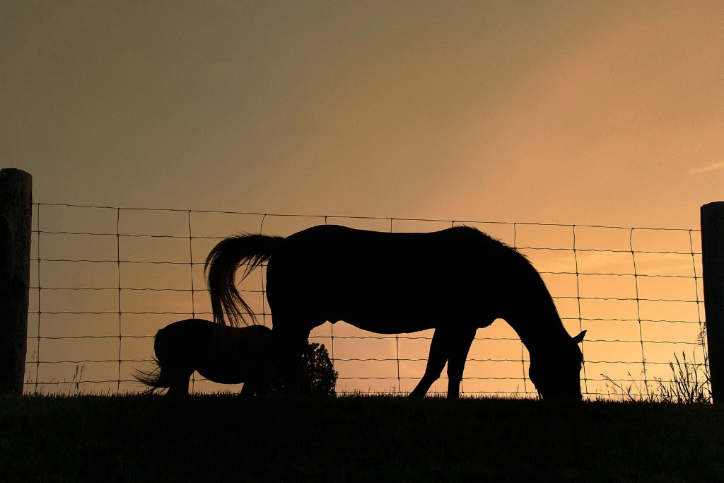 Horse silhouette