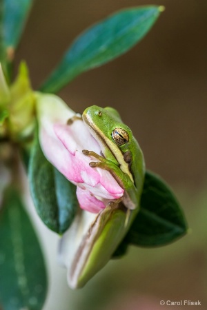 Little Green Frog