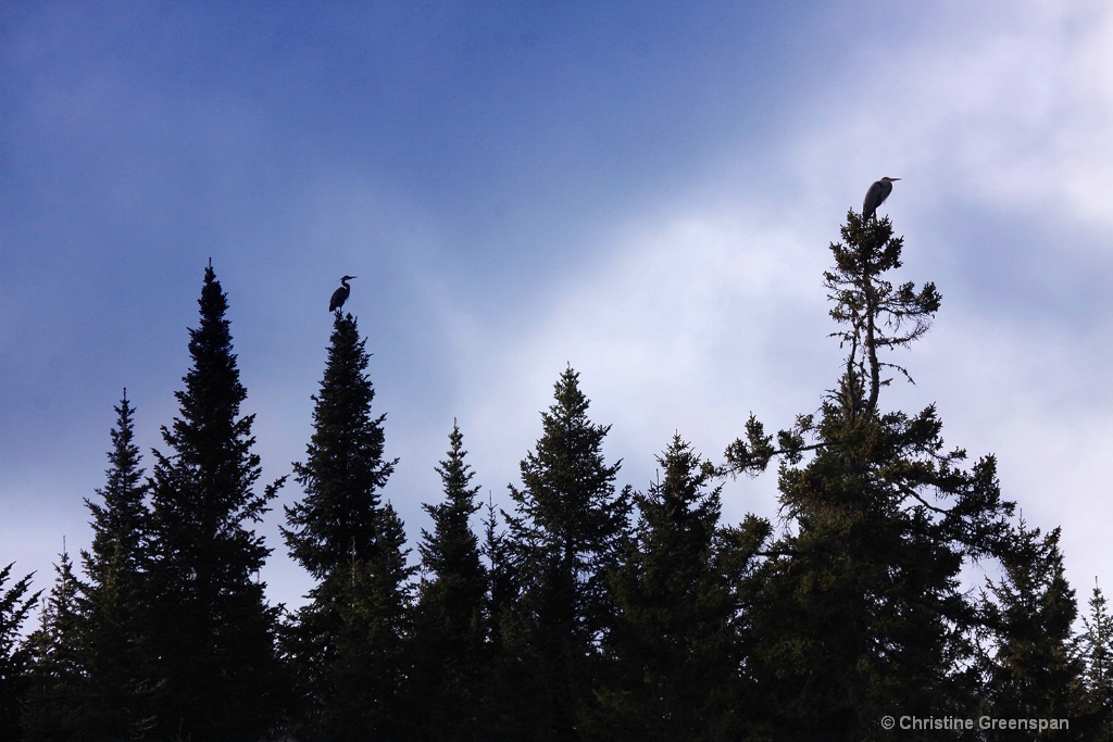 Herons at Rest