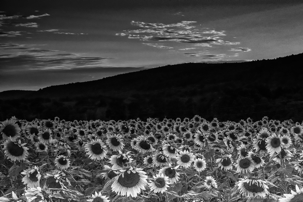 Sunflower Field at Dusk