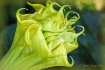 Datura