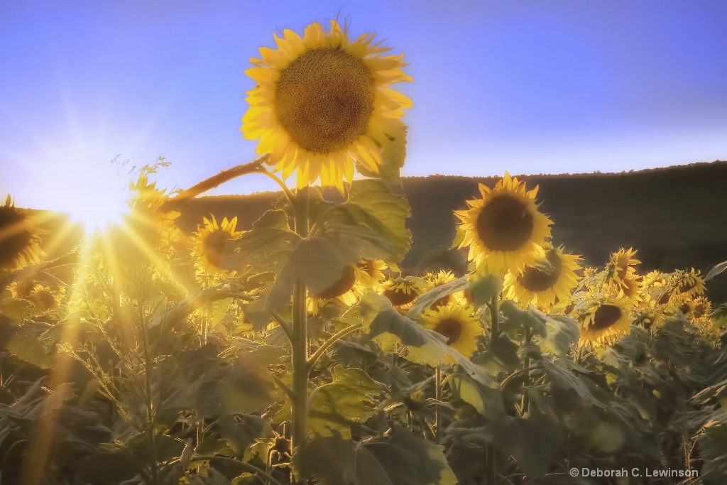 Glowing Sunflowers