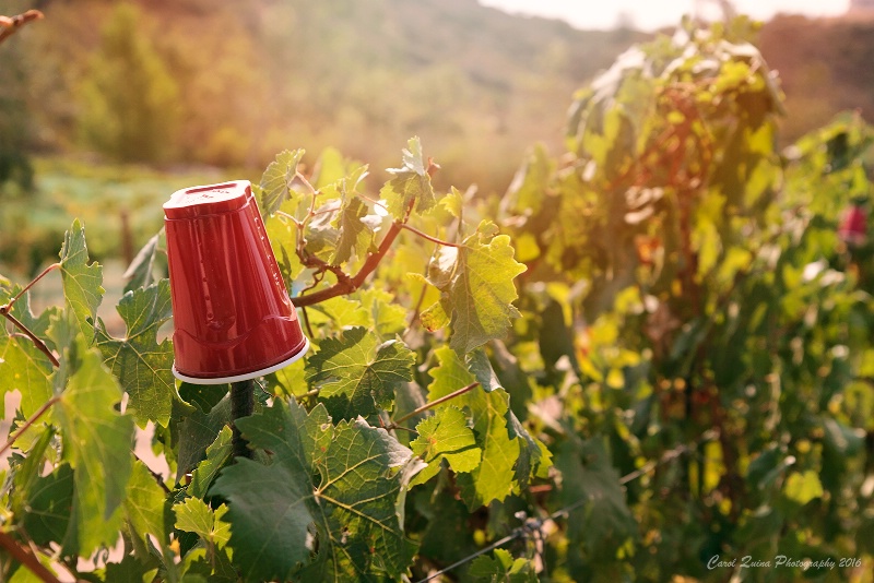 Wine on Tap