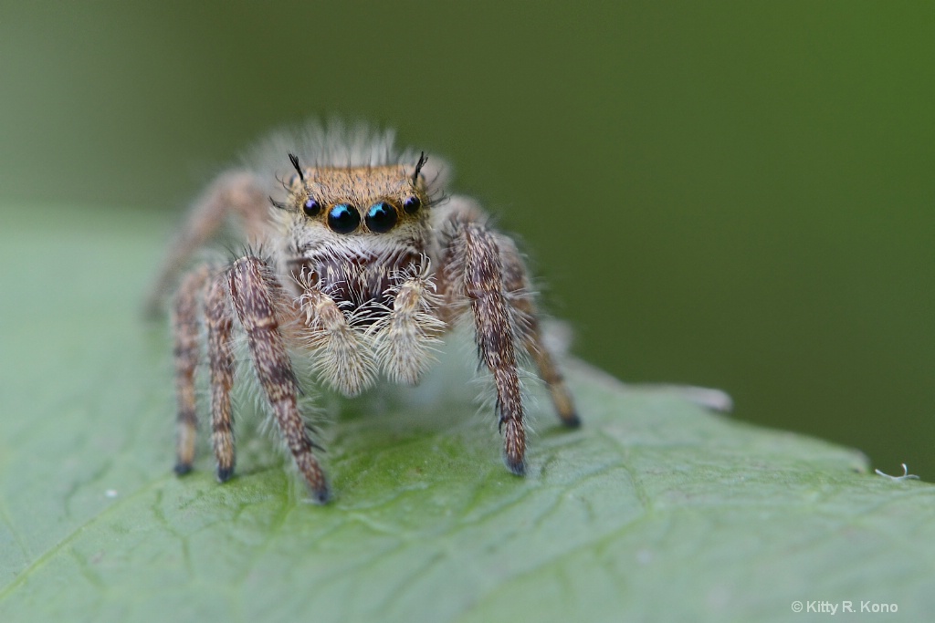 Brown Hairy Jumping Spider