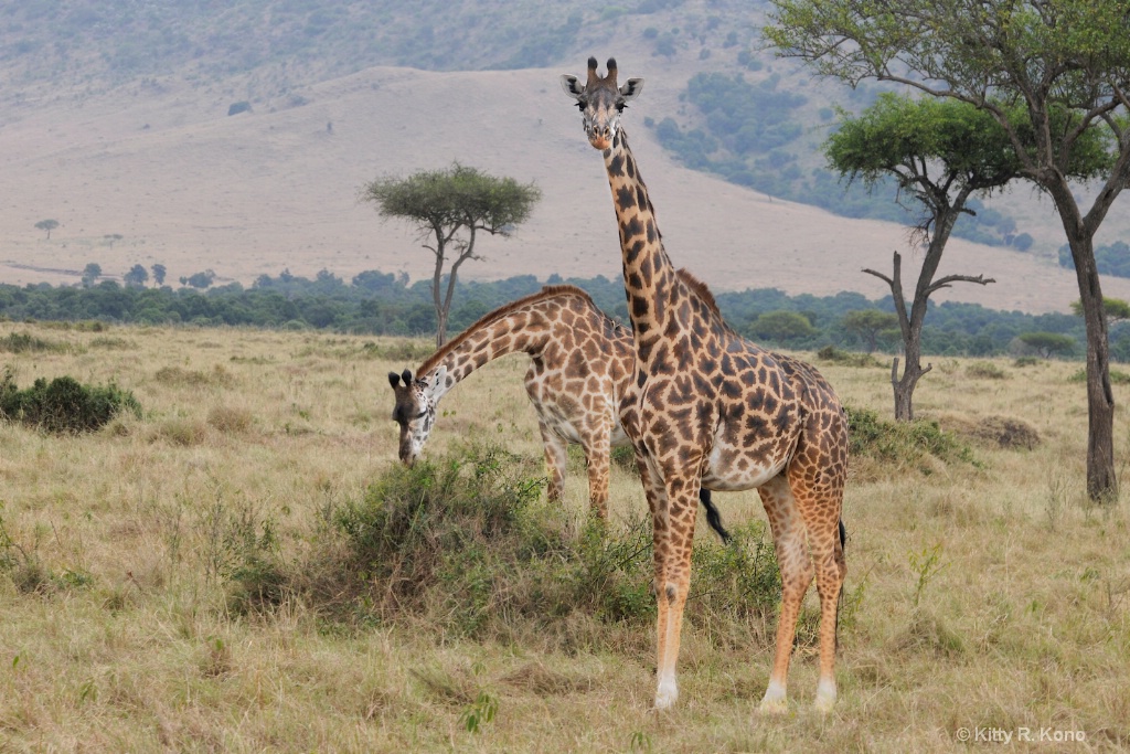 Giraffes in Samburu Kenya