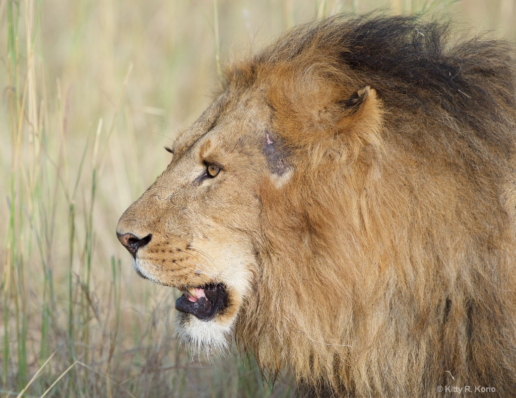 Lion with Scar - Masai Mara