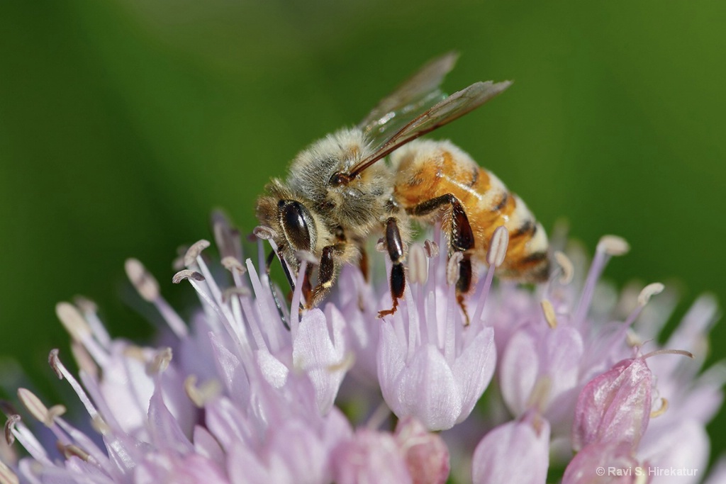Honeybee on Chives Flower - ID: 15222469 © Ravi S. Hirekatur