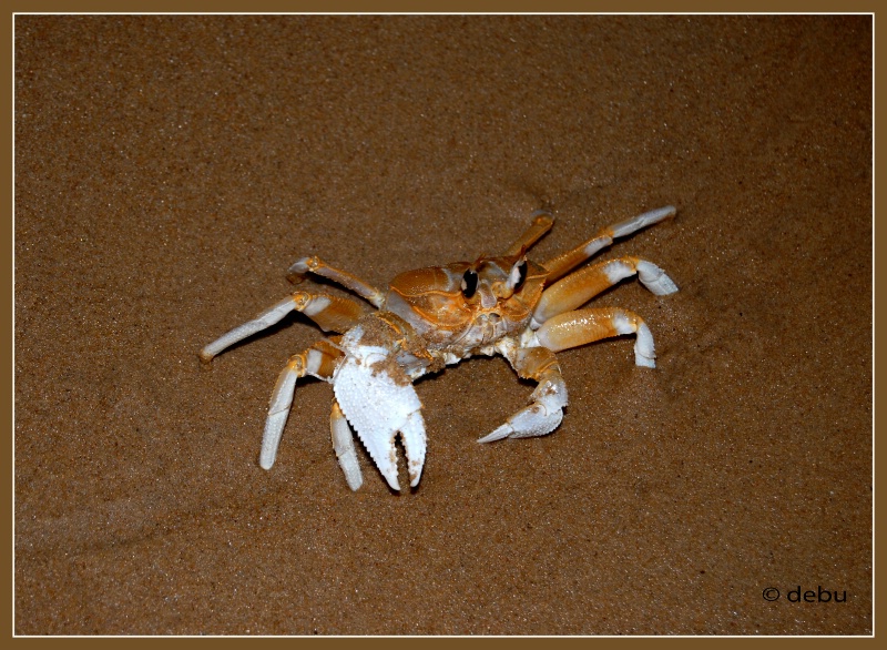 Different crabs are different colours...