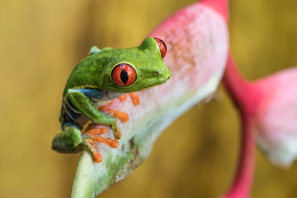 Red eye frog