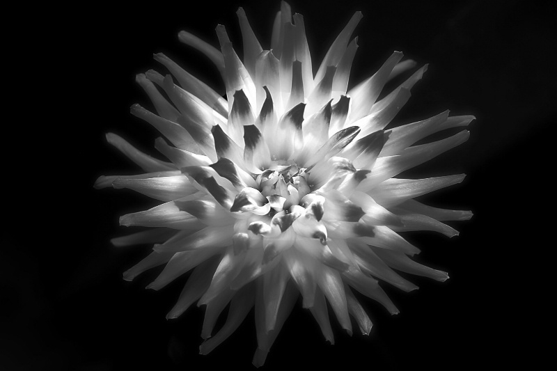 bicolor dahlia in b&w