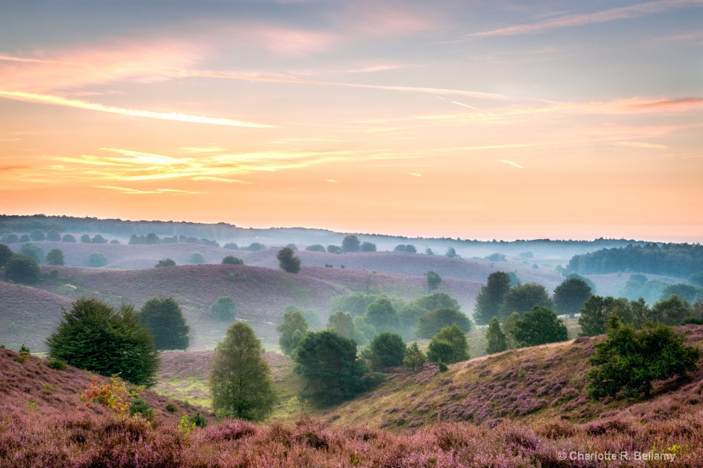 Sun rise over heather hills in Netherlands