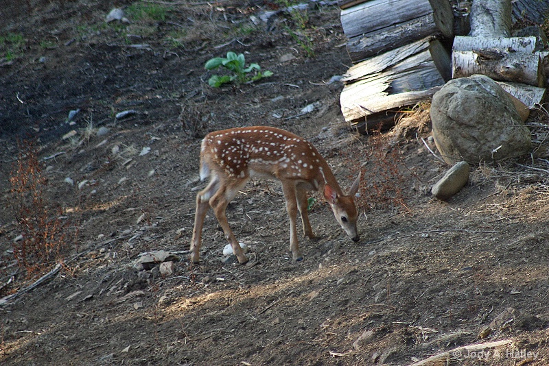 Baby fawn - ID: 15223824 © Jody A. Hatley