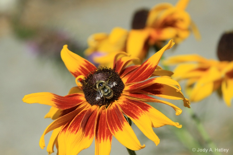 Bee & flower - ID: 15223825 © Jody A. Hatley