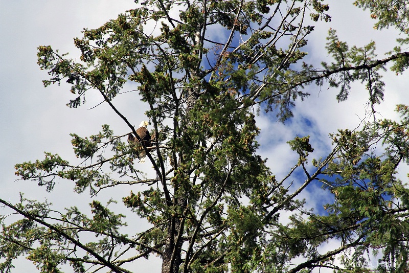 Eagle - ID: 15223826 © Jody A. Hatley