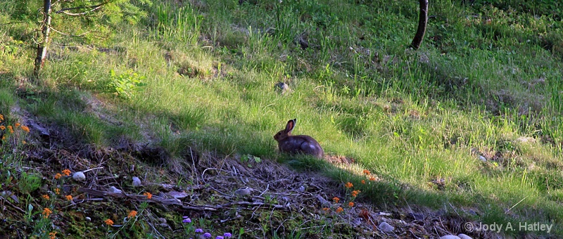 Snowshoe bunny in summer fur - ID: 15223829 © Jody A. Hatley