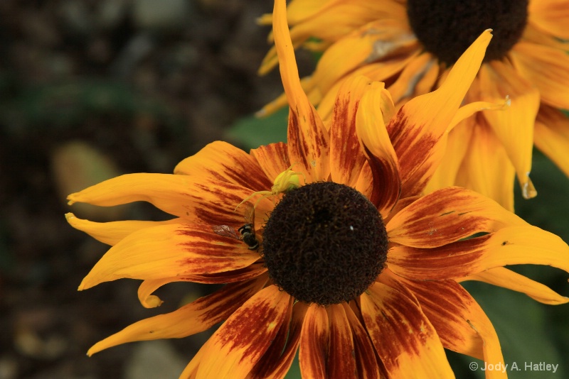 Spider & the bee - ID: 15223830 © Jody A. Hatley