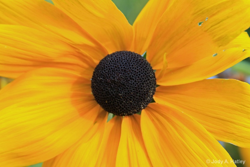 Sunshine - ID: 15223834 © Jody A. Hatley