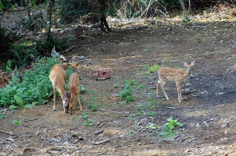 Twins - ID: 15223835 © Jody A. Hatley
