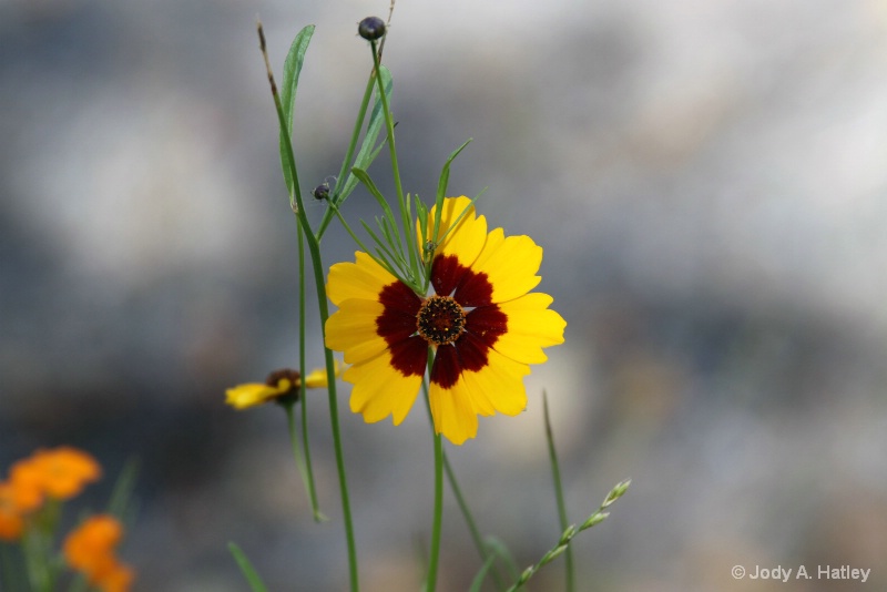 Wildflower - ID: 15223837 © Jody A. Hatley