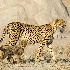 © Wendy Kaveney PhotoID # 15224520: Cheetah and Cub