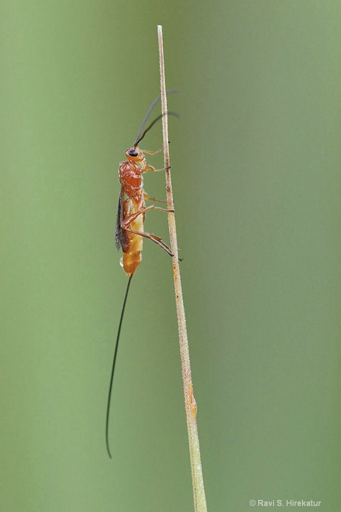 Brachonid Wasp - ID: 15224763 © Ravi S. Hirekatur
